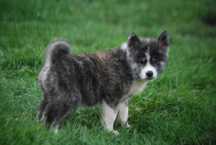 Akita Inu Hodowla Yasashi Inu
