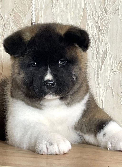 Малюки американської акіти