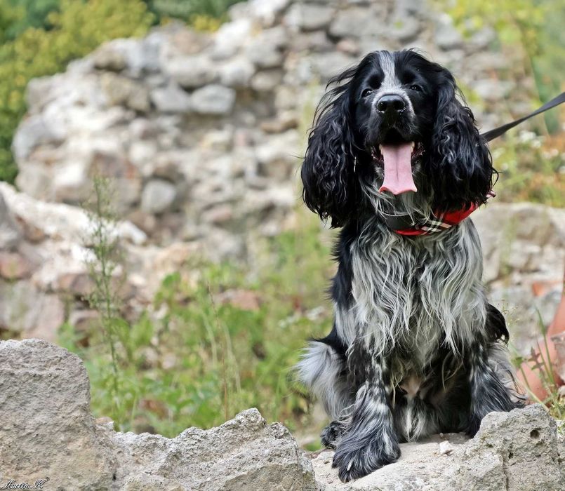 Wspaniały cocker spaniel do adopcji!