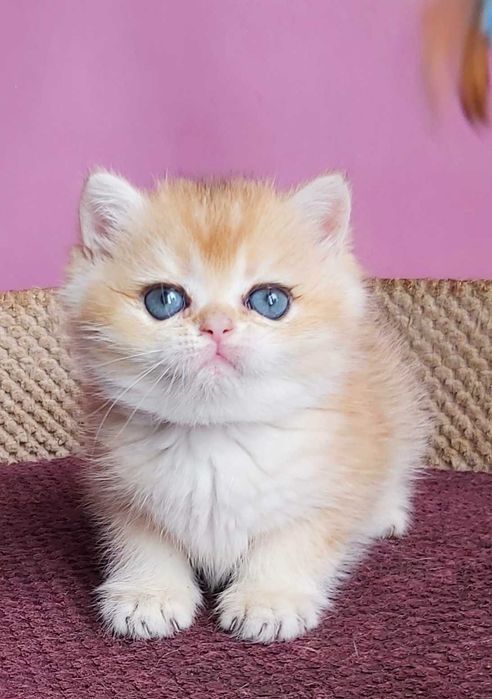 Британські Золоті шиншили дівчатка Іріс та Ізабель