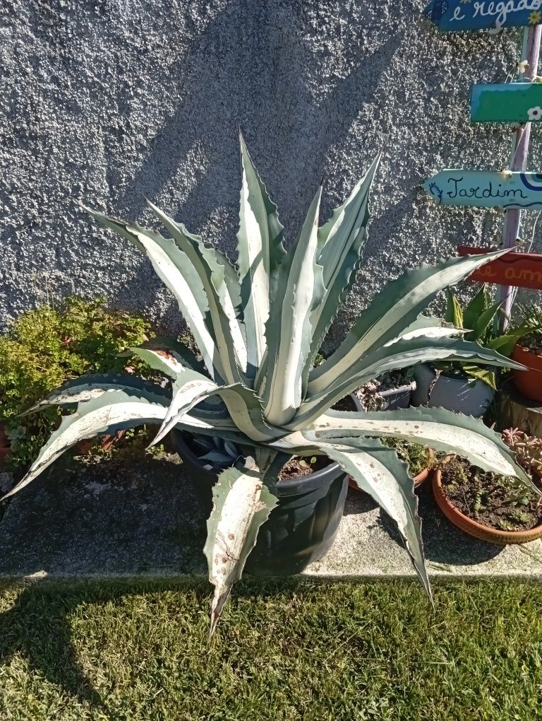 Vendo Agave americano