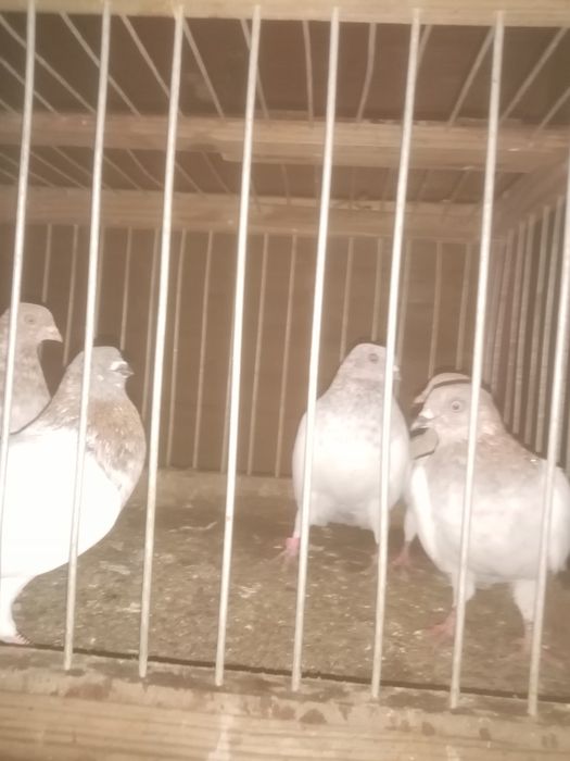 Sprzedam gołębie różne rasy