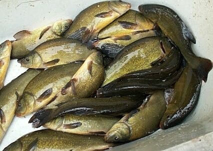 Karp kroczek 15-20cm cm Dostępny, Jesiotr, węgorz, Lin, Amur