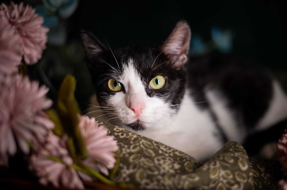 PAPROTKA kotka do adopcji