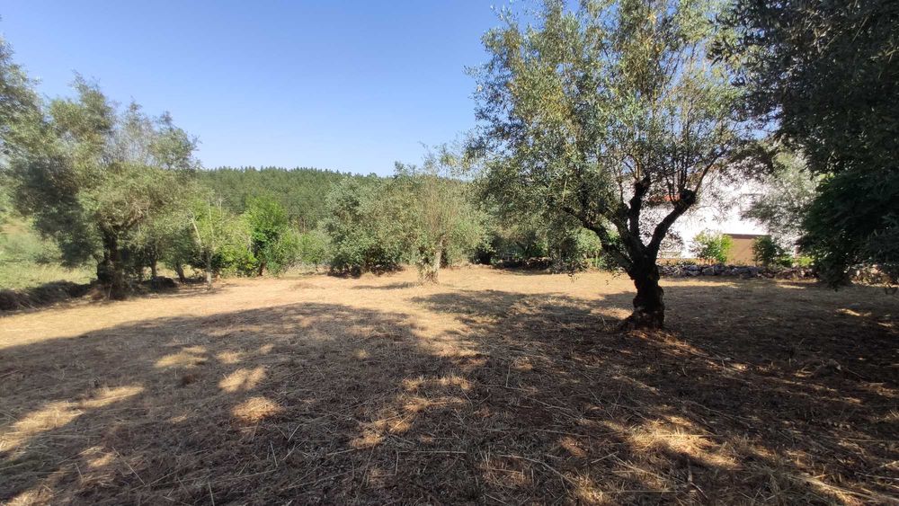 Terreno Rústico 600m² p/CONSTRUÇÃO c/Oliveiras || Lagarteira, Ansião