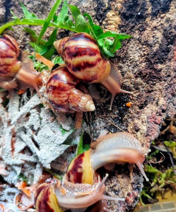 Улитки ахатины косметические и все для них