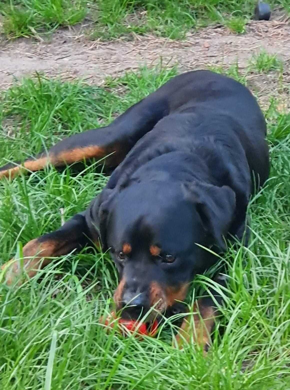 Nergal: młodziak rottweiler, grzeczny, wypatruje domu z ogrodem