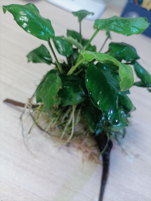 Anubias barteri na korzeniu