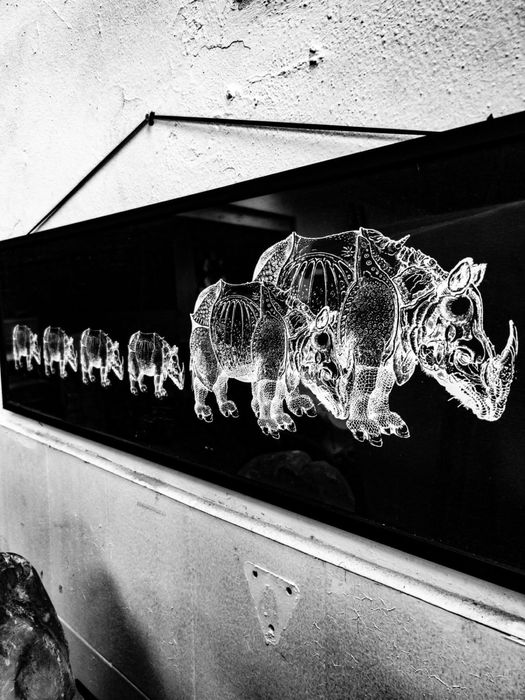 invulgar impressão em Offset dos anos 70 de manada de rinocerontes