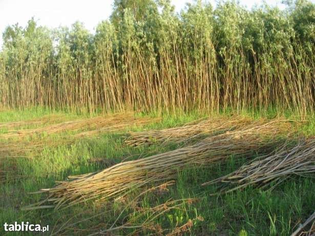 Wierzba energetyczna sprawdzone sadzonki 25 gr/szt. Łódzkie