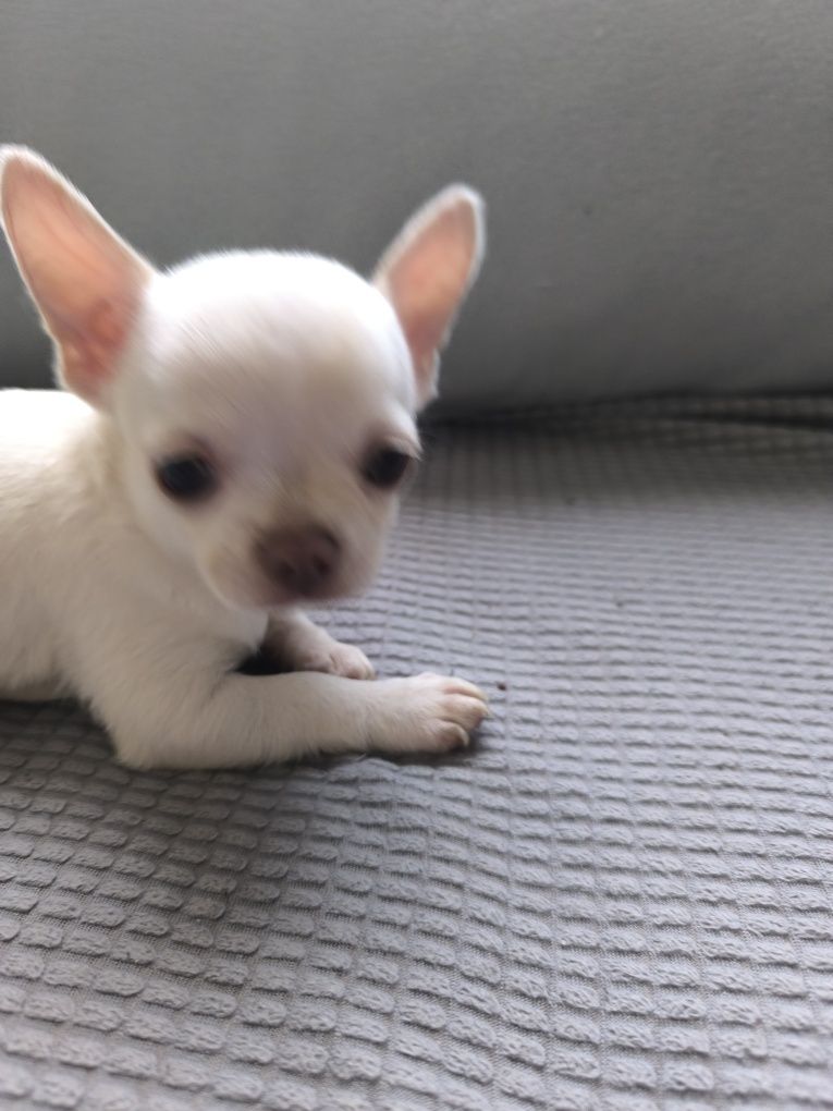 Chihuahua miniatura