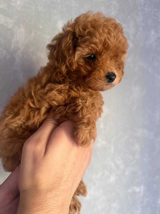 Toy Caniche Mini Femea Micro Menina Disponível