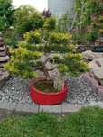 Bonsai, Pre-bonsai
