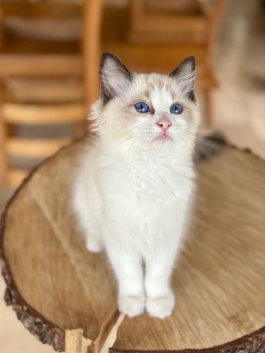Ragdoll FPL kotka seal bicolor