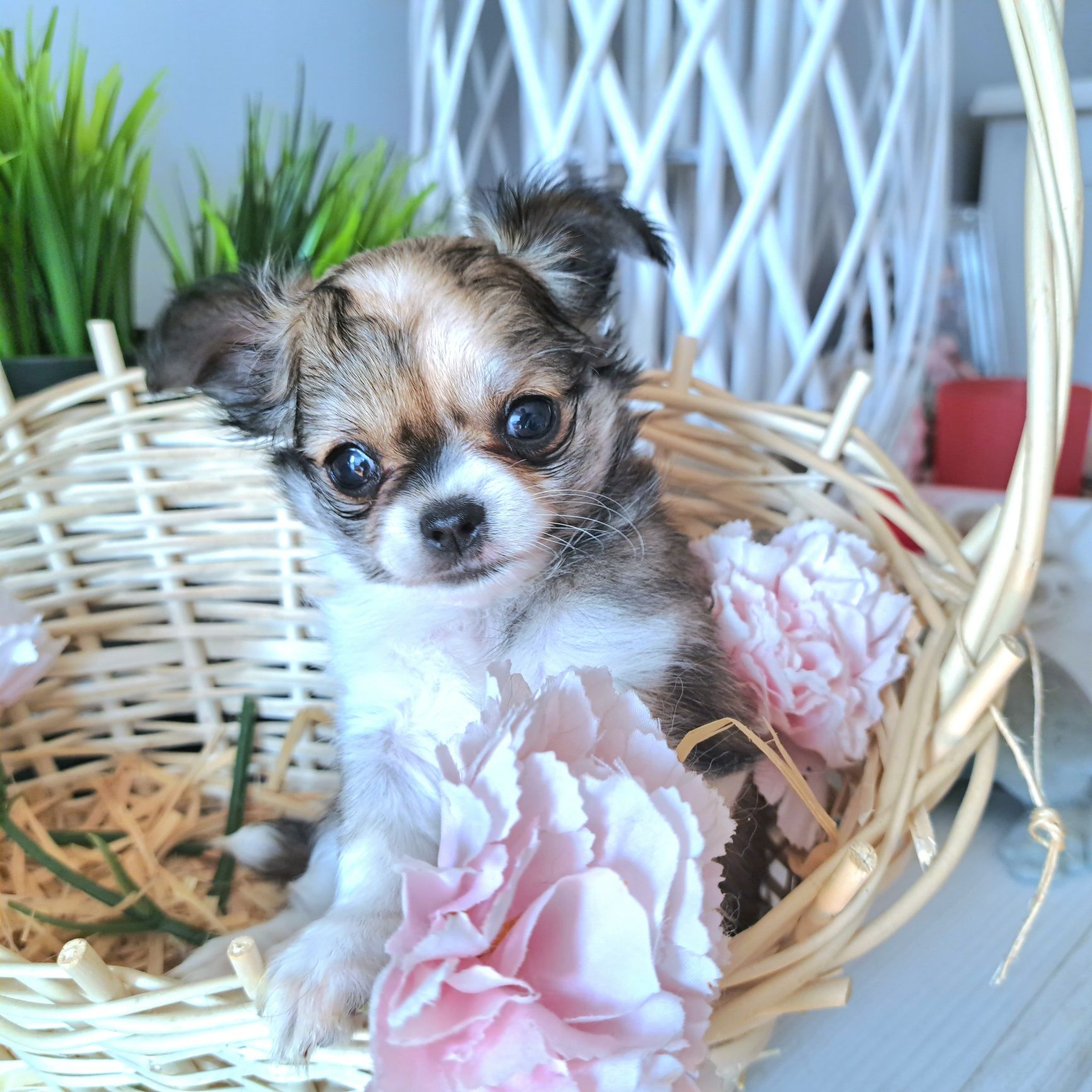 Malusi Franio czeka na swój domek Chihuahua
