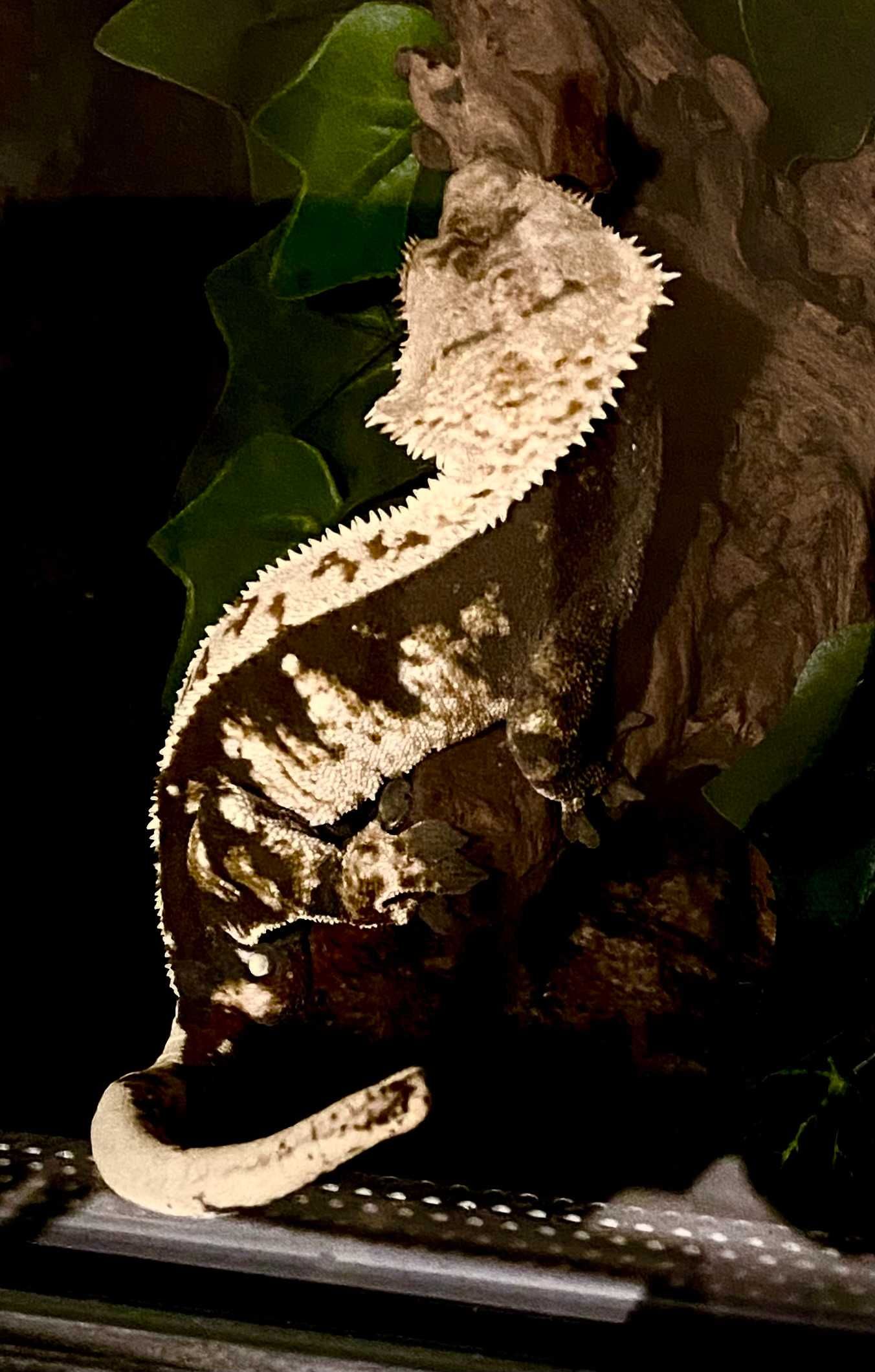 Gekon orzęsiony, Crested gecko – samiec, okazja!!!