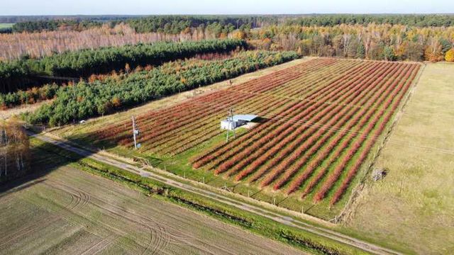 Plantacja borówki amerykańskiej