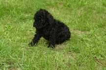 Maltipoo toy piesek maltańczyk pudel