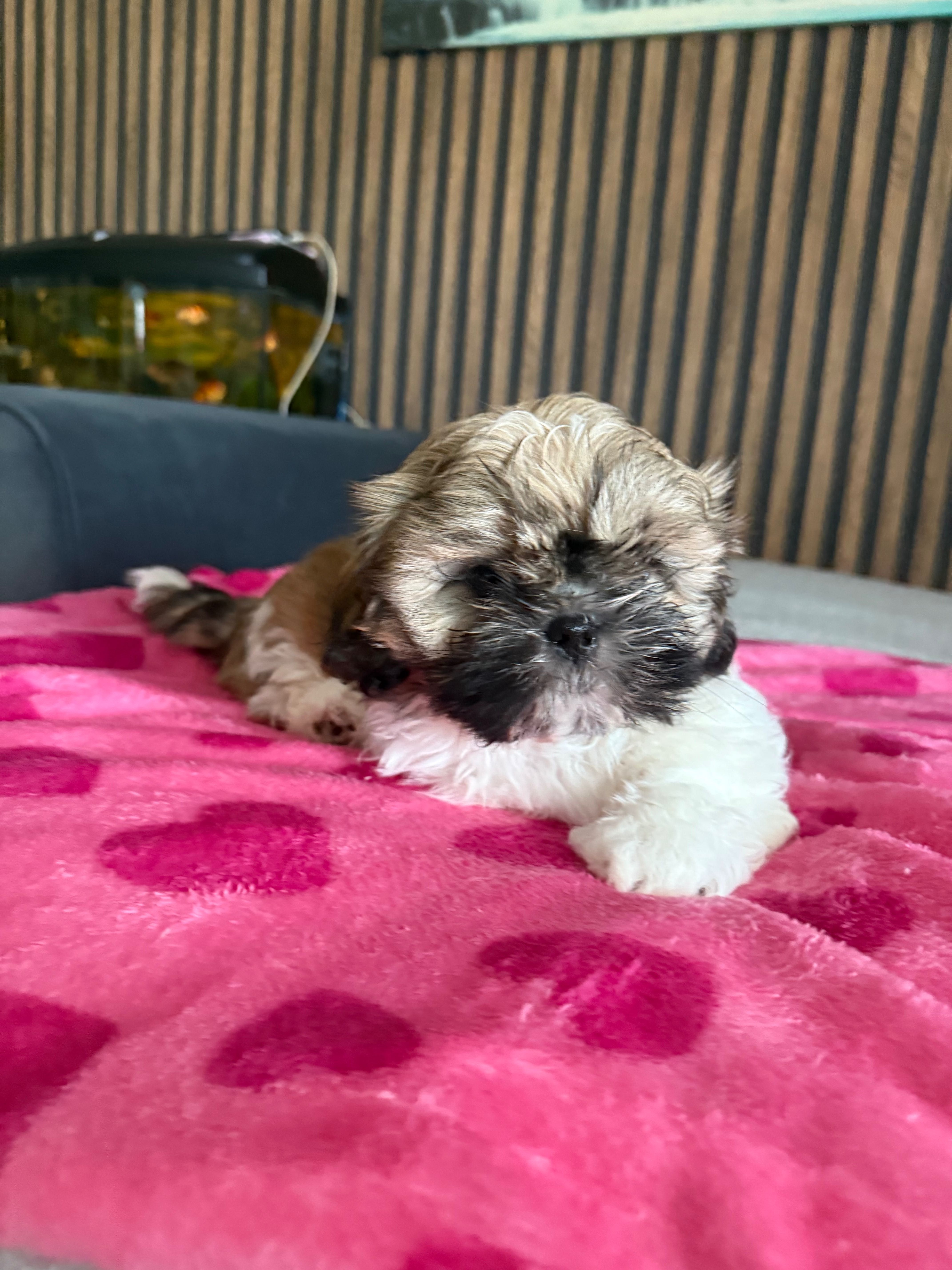 Piesek Shih  Tzu