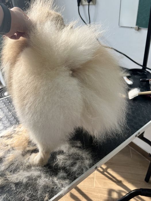 Груминг,грумінг,грумер,стрижка собак и кошек