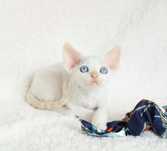 Kocurek devon rex FPL