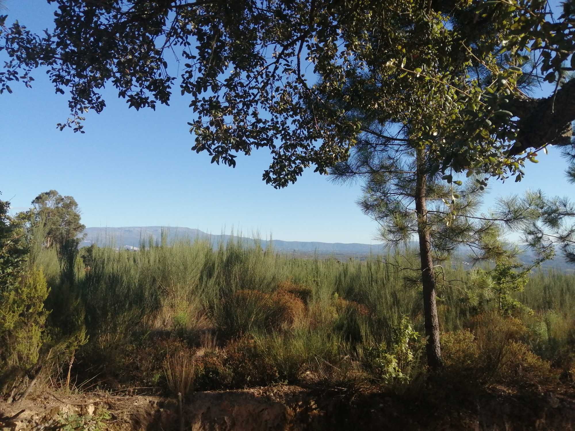 Terreno florestal com boa localização em Nelas
