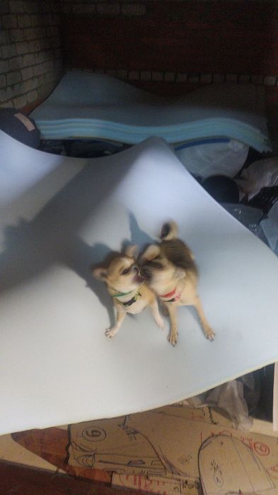 Вязка ждём свою возлюбленную чихуахуа