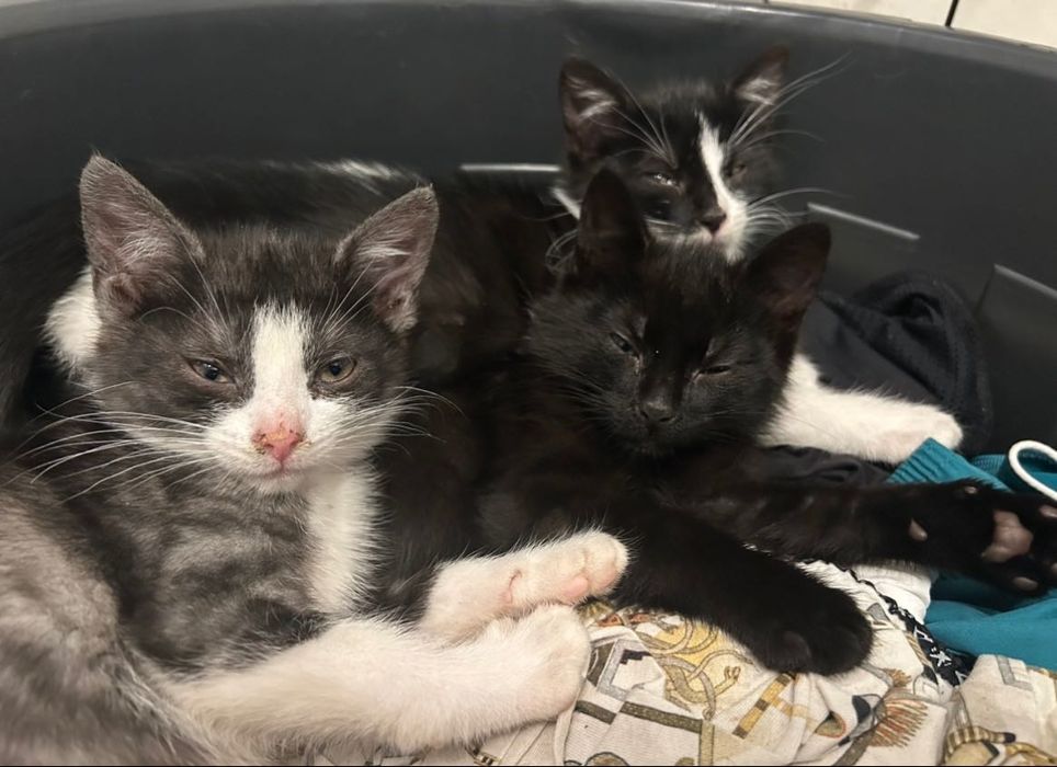 Młode koty szukają nowego domu
