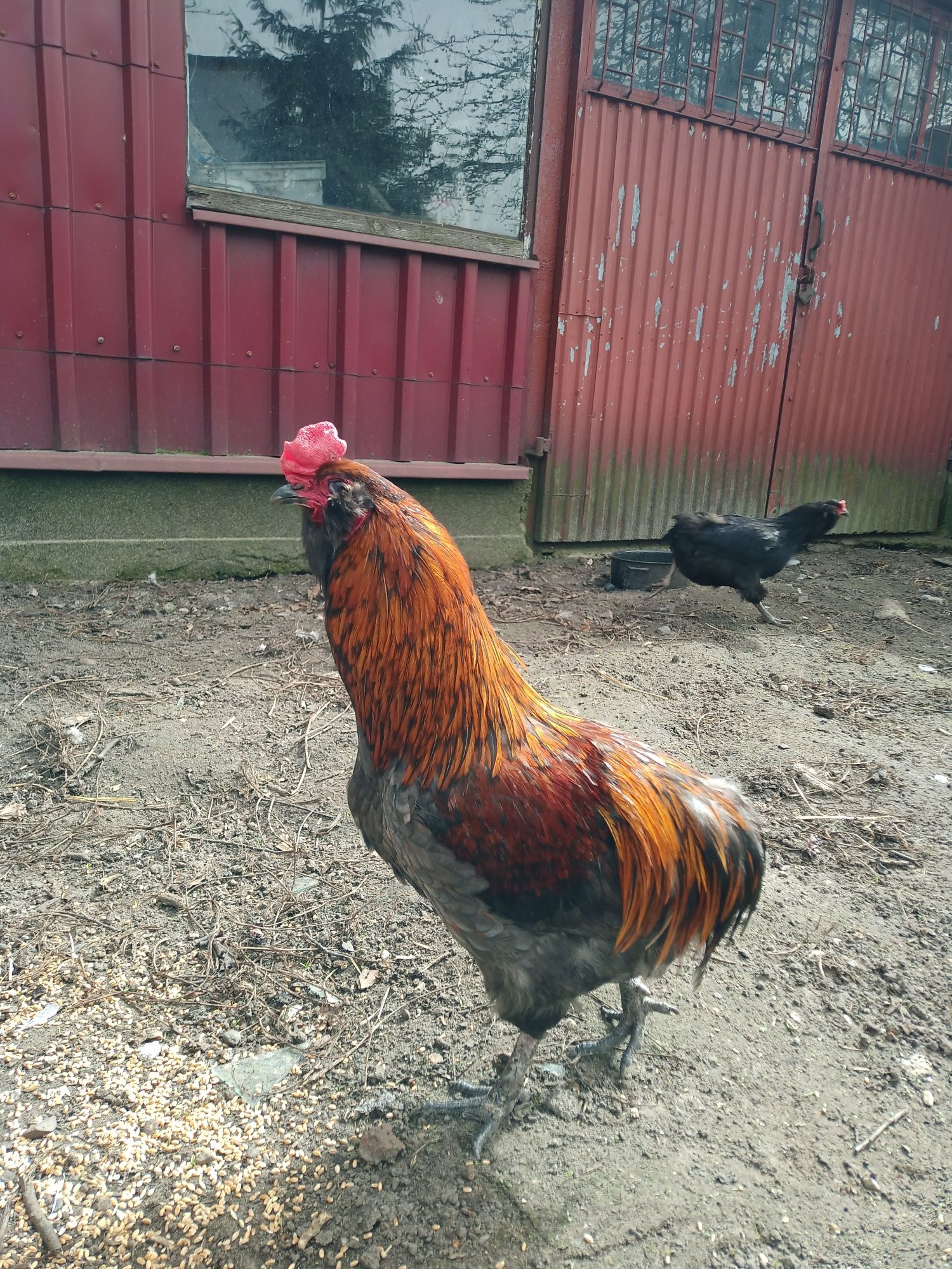 Sprzedam koguty araucana, marans !