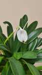 Masdevallia tovarensis - Oquídea montada