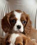 Cavalier King Charles spaniel suczka Molly blenheim