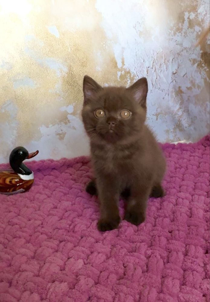 Шоколадний британський хлопчик котик ексклюзив