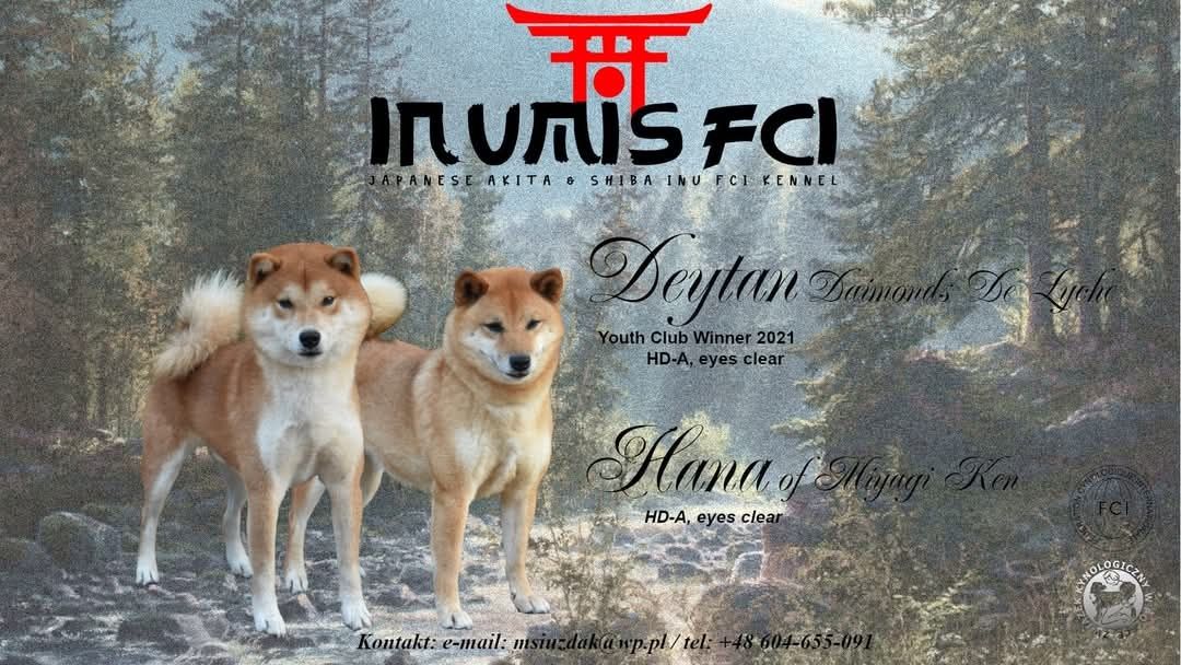Shiba inu ZKwP/FCI do odbioru