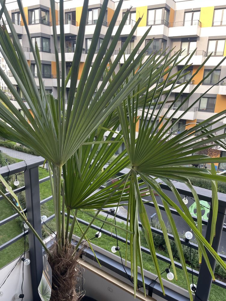 Palma Trachycarpus fortunei