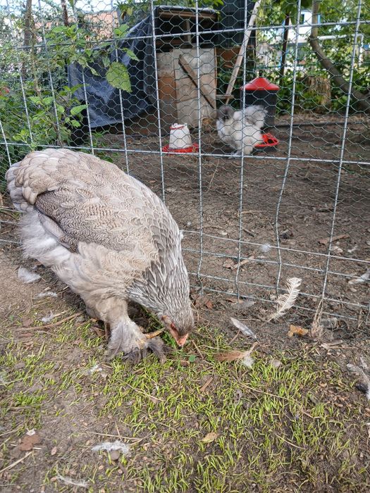 Piękne Brahmy olbrzymie