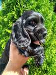 Piekny Cocer Spaniel z rodowodem