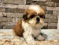 Cudowny piesek shih-tzu MINI!!