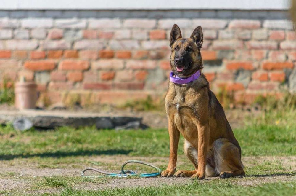 Owczarek Belgijski Malinois Albus Amor ZKWP FCI