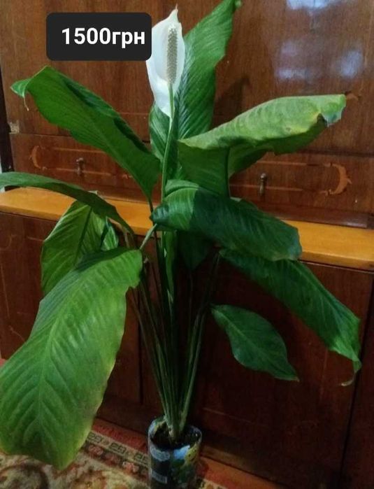 Продам цветочки.