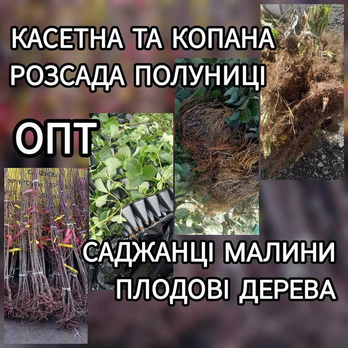 Розсада Полуниці Саджанці Малини Плодові дерева Рассада Клубники