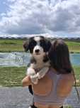 Border collie - piesek z metryką ZKwP/FCI po Championie :)