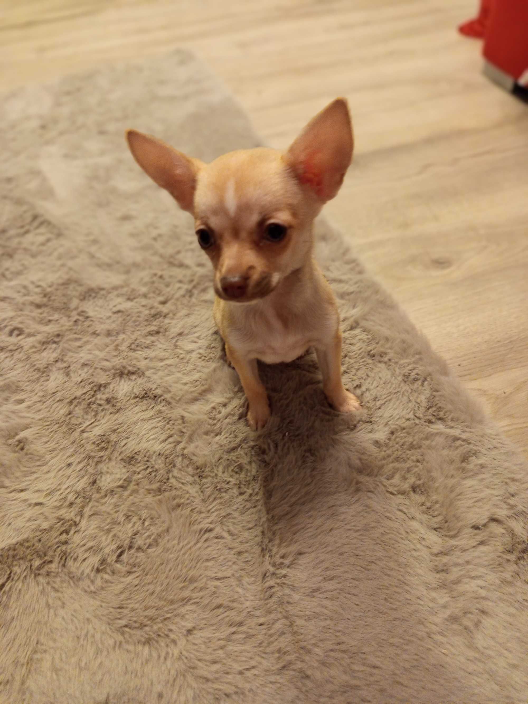 Szczeniaczki chihuahua