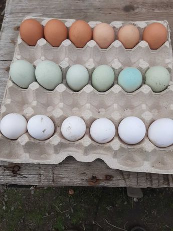 інкубаційне яйце курей породи Green Shell