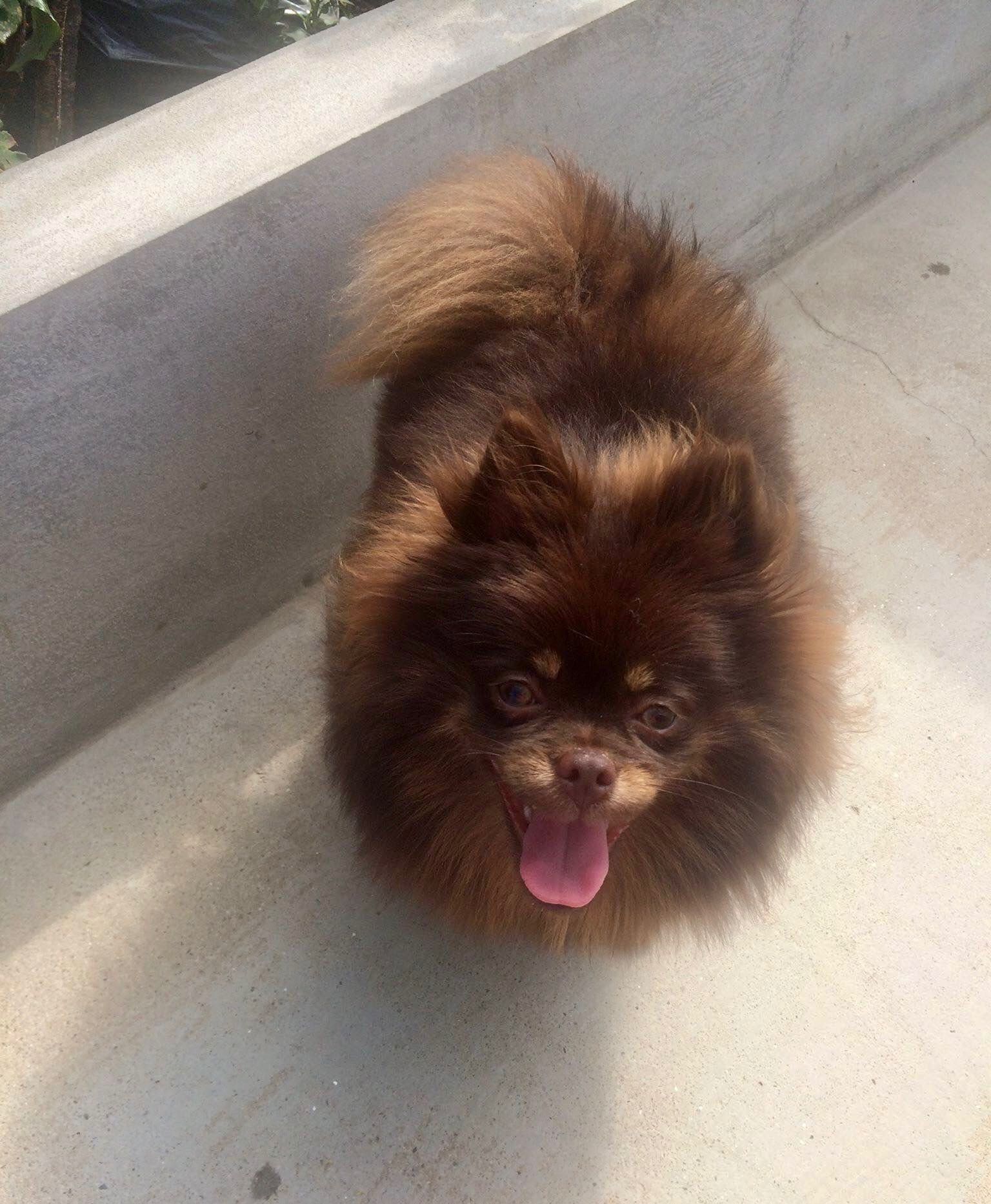 Lulu da Pomerânia Super Mini c/LOP