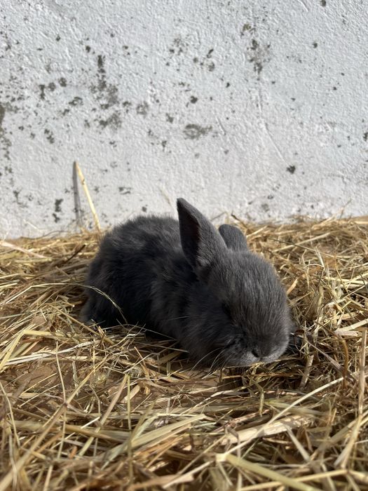 Coelhos anoes lindos.