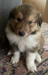 Szczeniak Owczarek Szkocki Długowłosy Collie