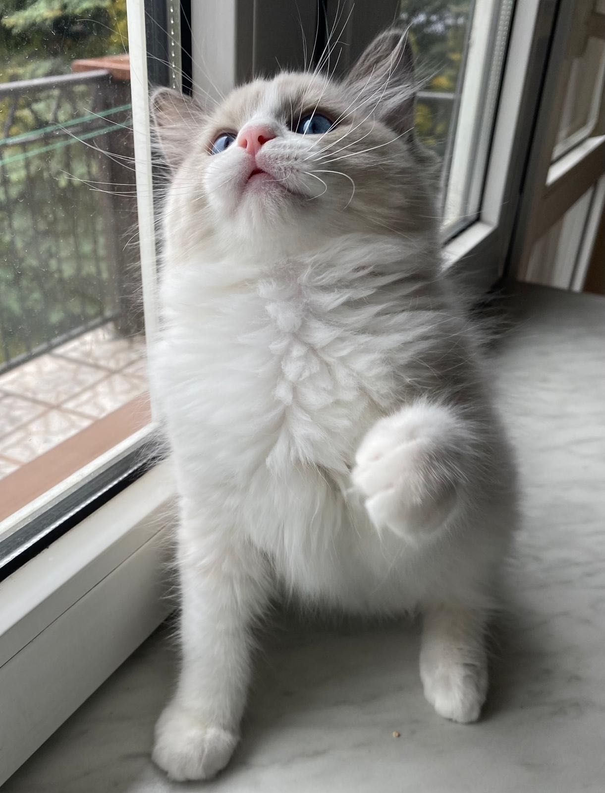 kocurek Ragdoll; FPL/FIFE już po kastracji