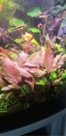 Lagenandra meeboldi red