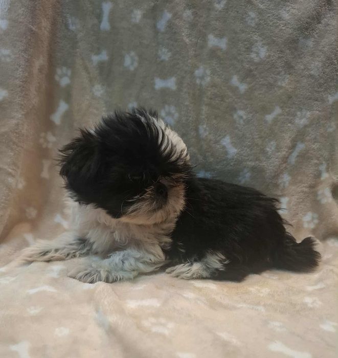Shih tzu - suczka