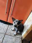 Suczka Australian Cattle Dog